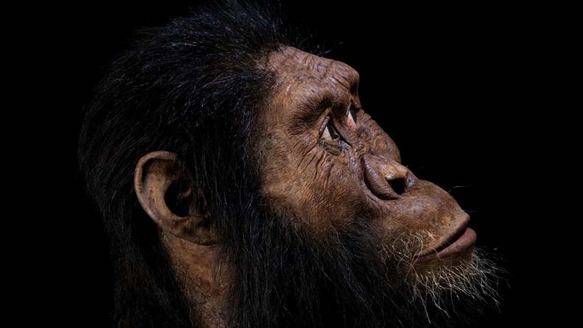 Ancient Skull Discovery Yields New Clues on Human Evolution