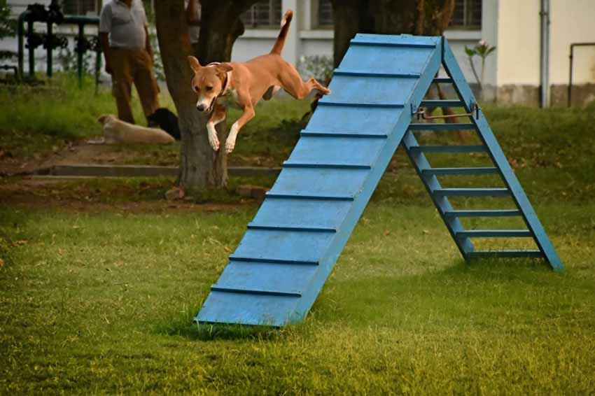 drug dog training schools