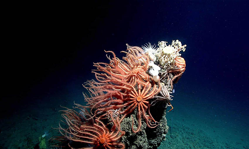 Scientists Fear Impact Of Deep Sea Mining On Search For New Medicines